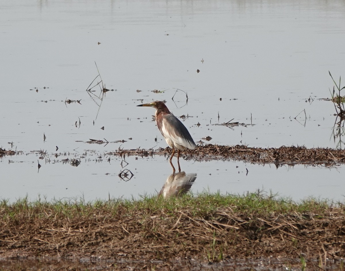Chinese Pond-Heron - ML638419728
