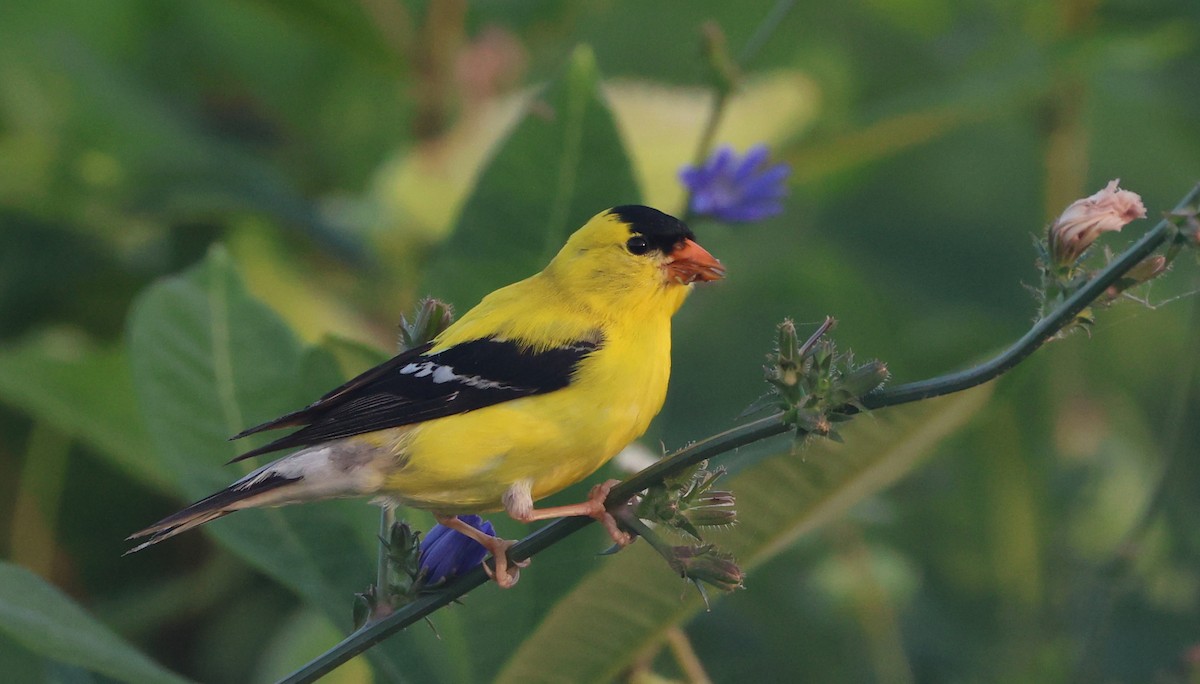 American Goldfinch - ML638419739