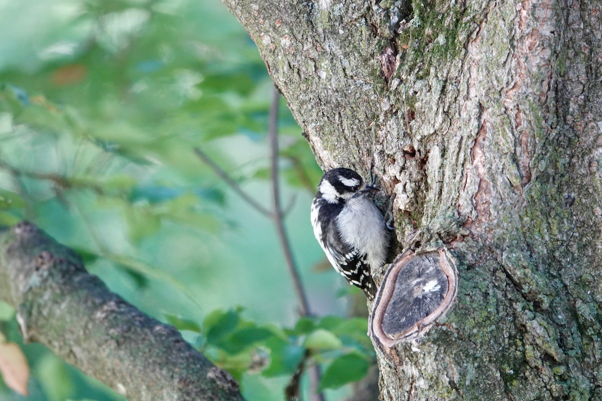 Downy Woodpecker - ML638419757