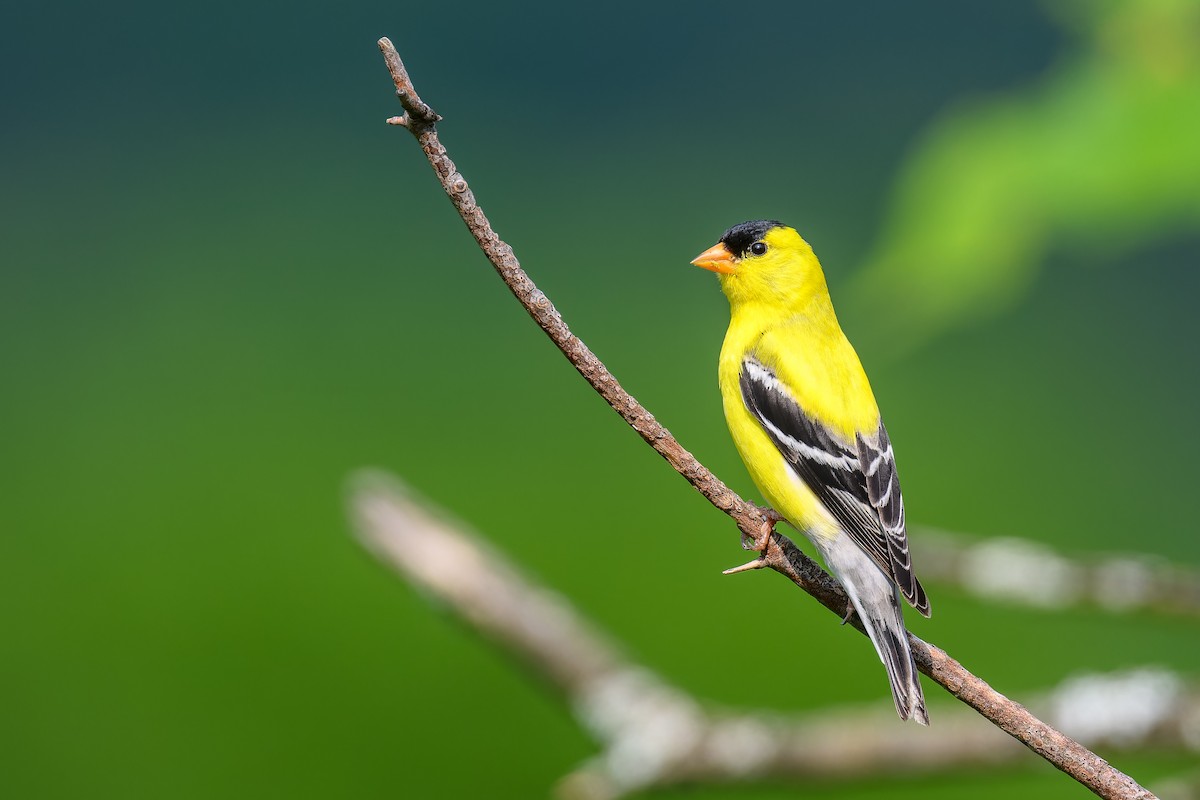 American Goldfinch - ML638419758