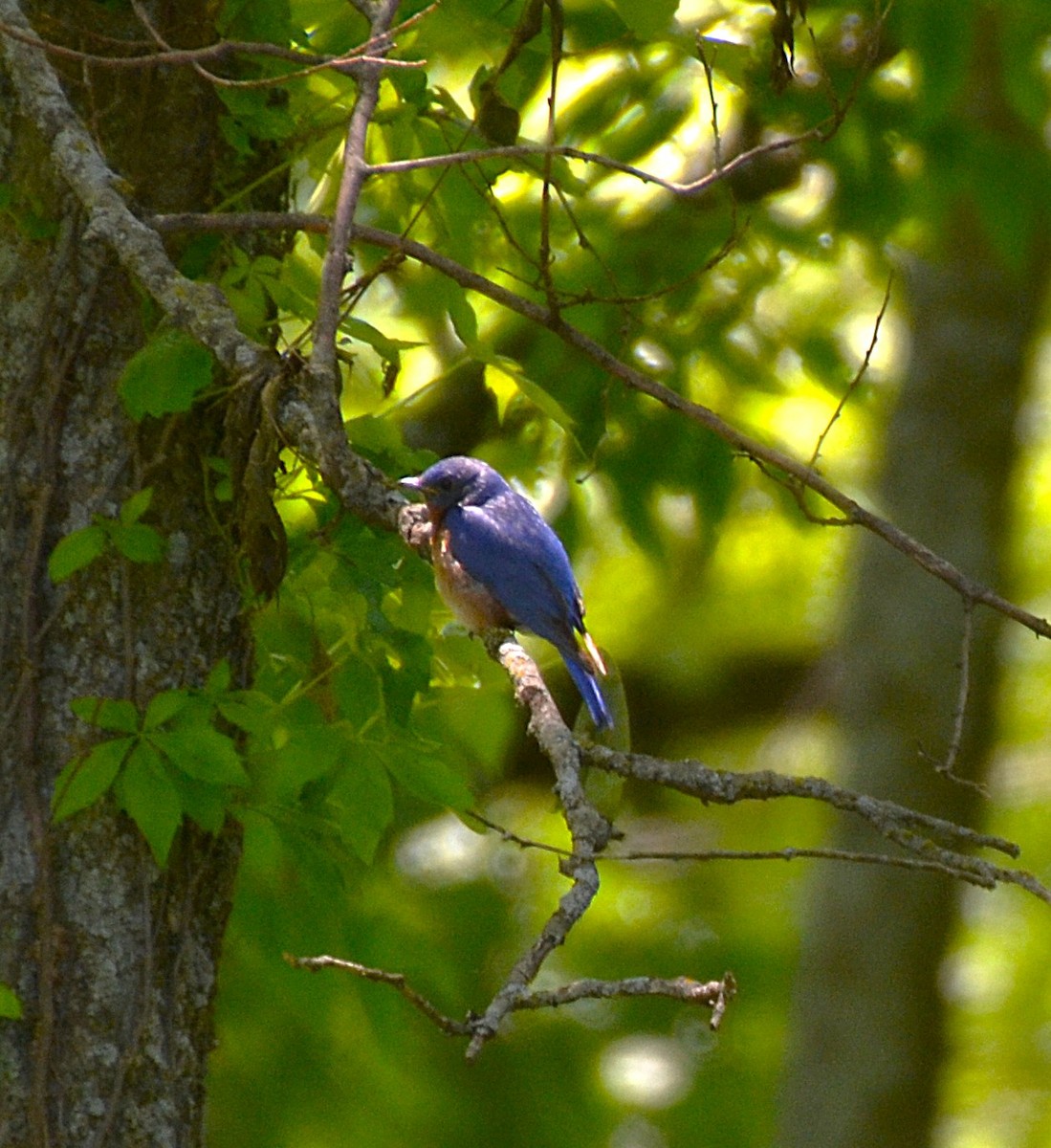 Eastern Bluebird - ML638419768