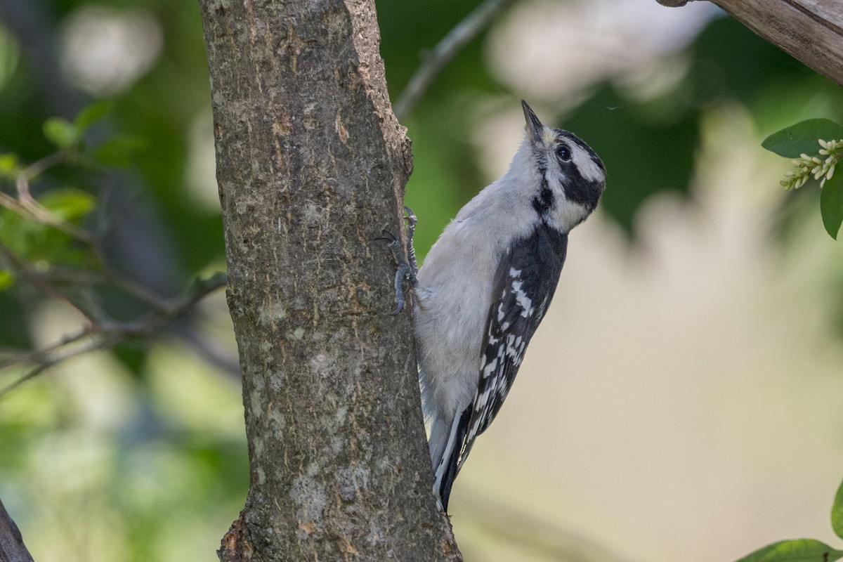 Downy Woodpecker - ML638419772