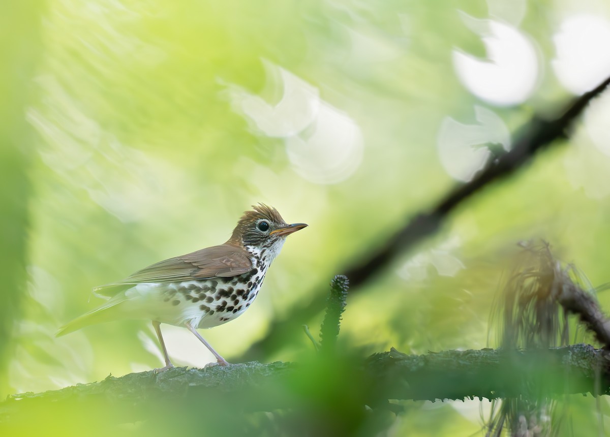 Wood Thrush - ML638419779