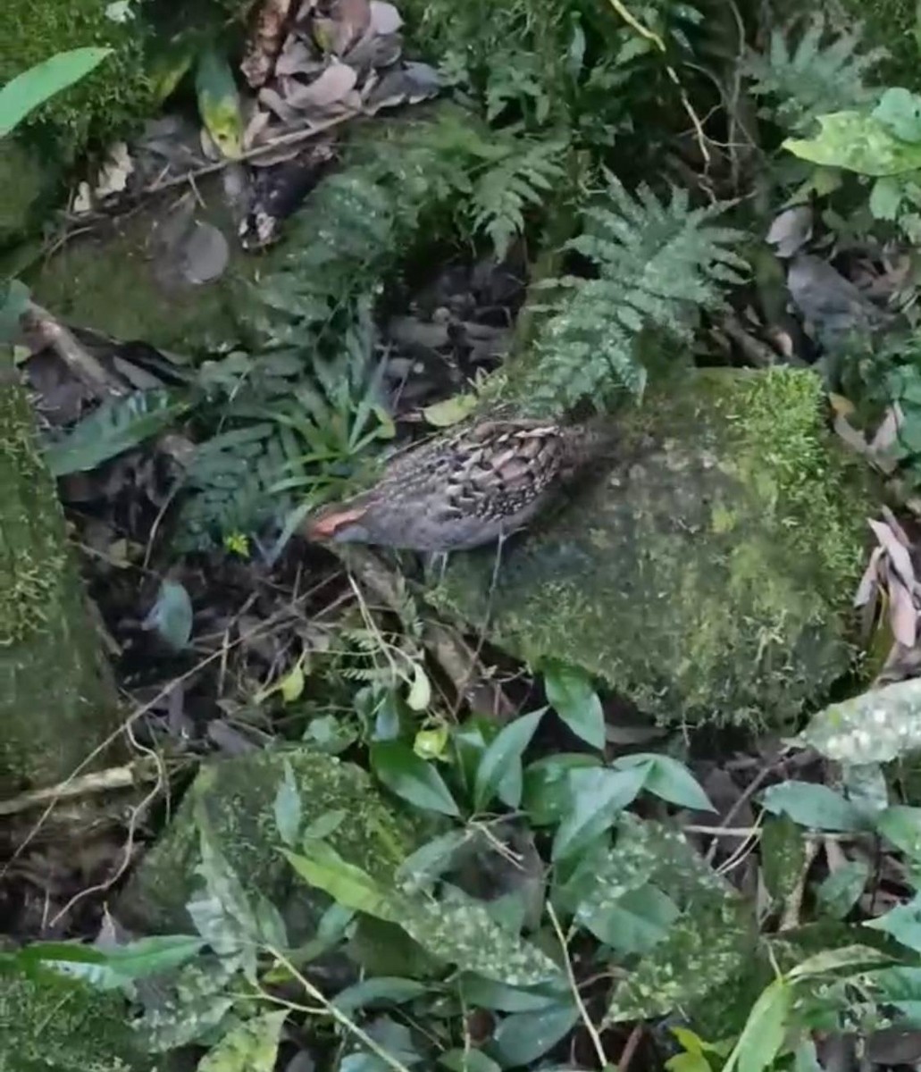 Spot-winged Wood-Quail - ML638419800