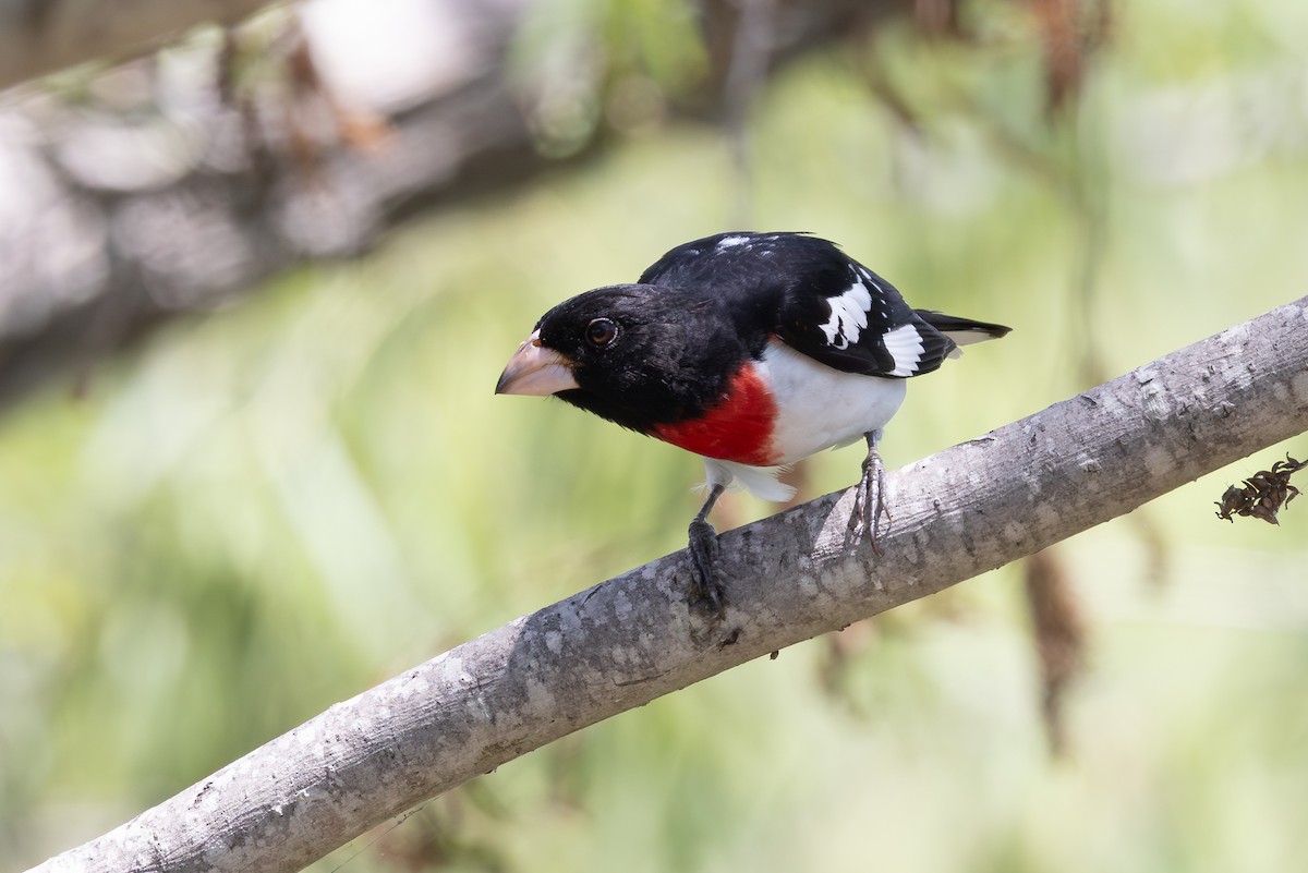 Rose-breasted Grosbeak - ML638419805