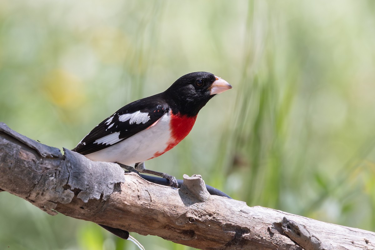 Rose-breasted Grosbeak - ML638419806
