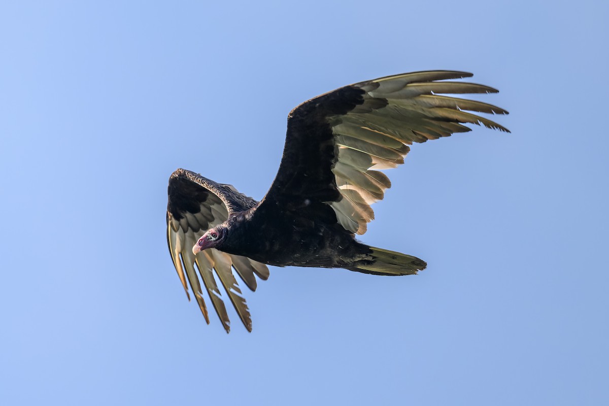 Turkey Vulture - ML638419807