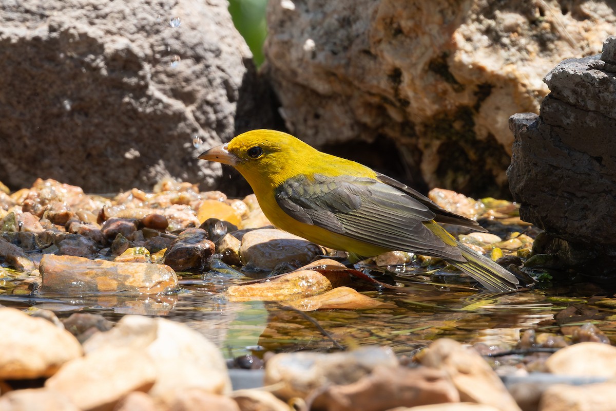 Scarlet Tanager - ML638419812
