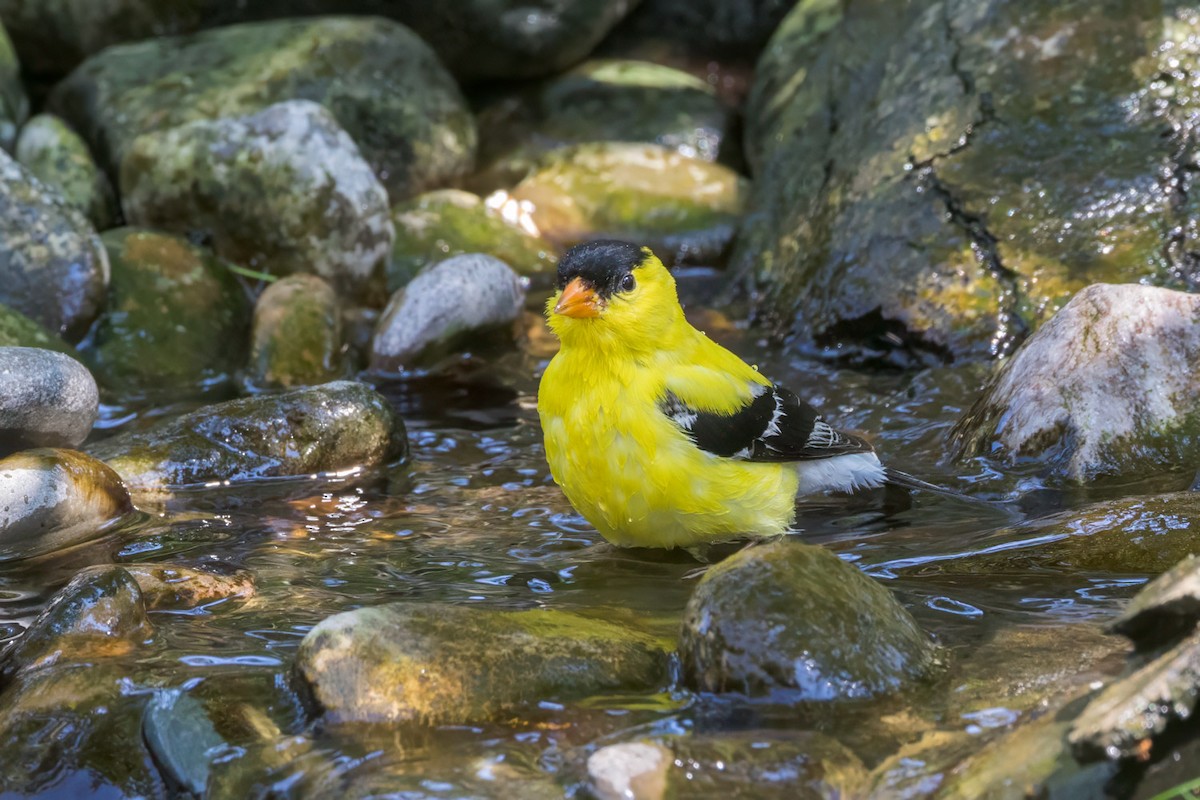 American Goldfinch - ML638419813