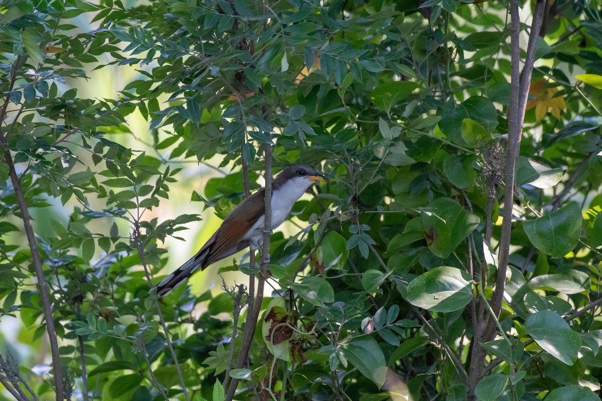 Yellow-billed Cuckoo - ML638419814