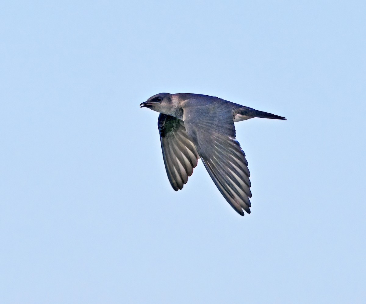 Purple Martin - ML638419815