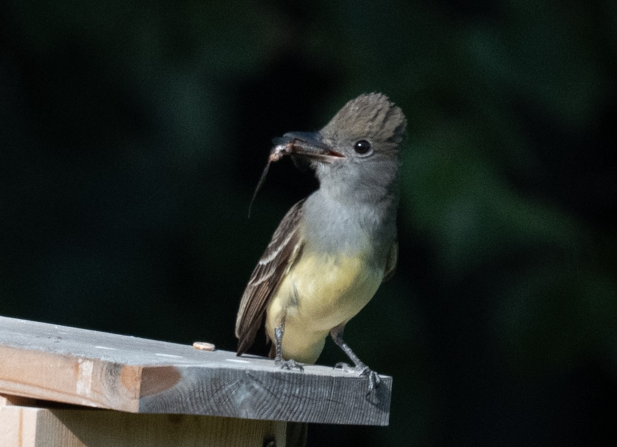 Great Crested Flycatcher - ML638419827