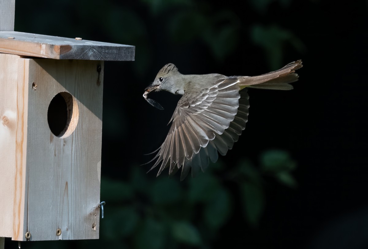 Great Crested Flycatcher - ML638419862
