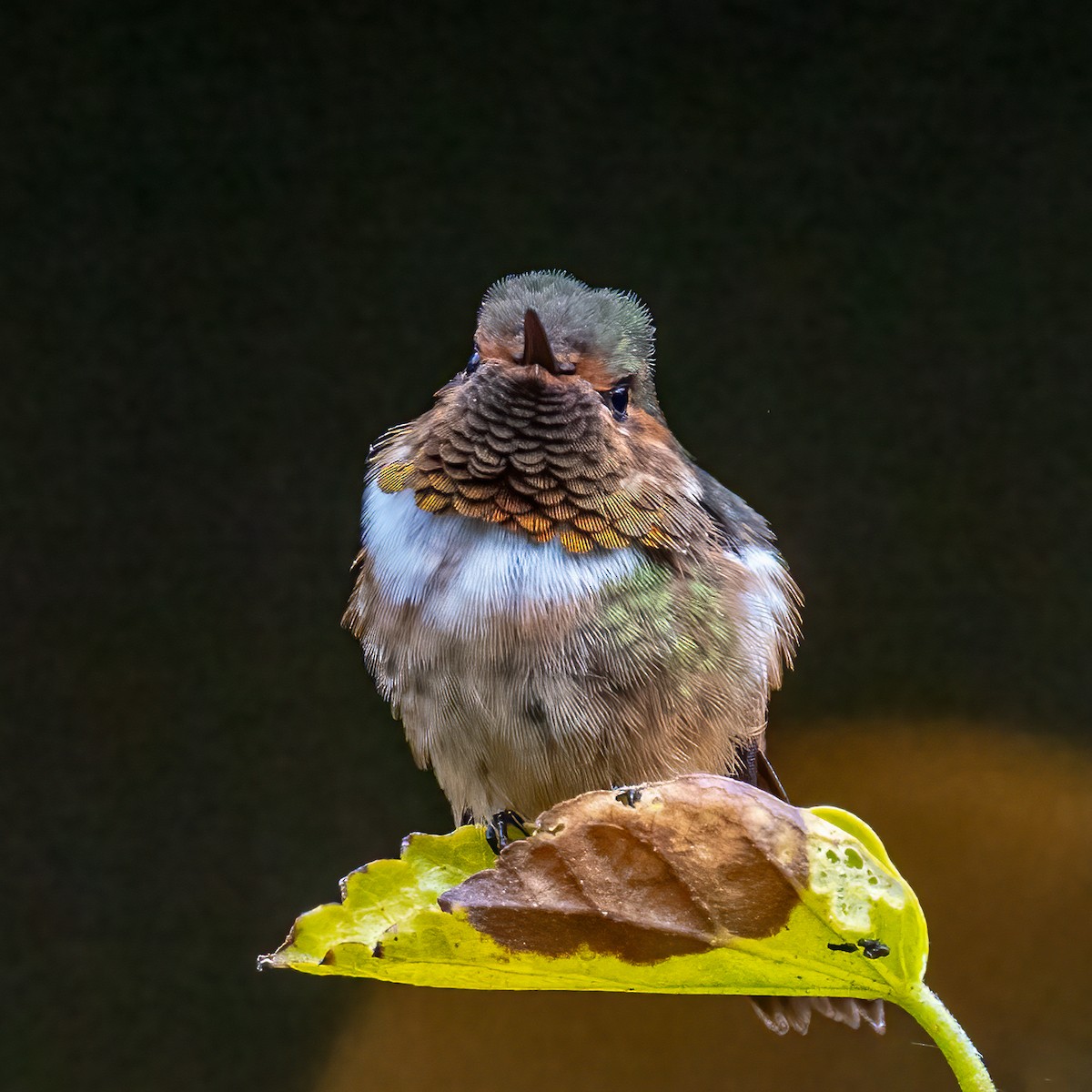 Scintillant Hummingbird - ML638419867