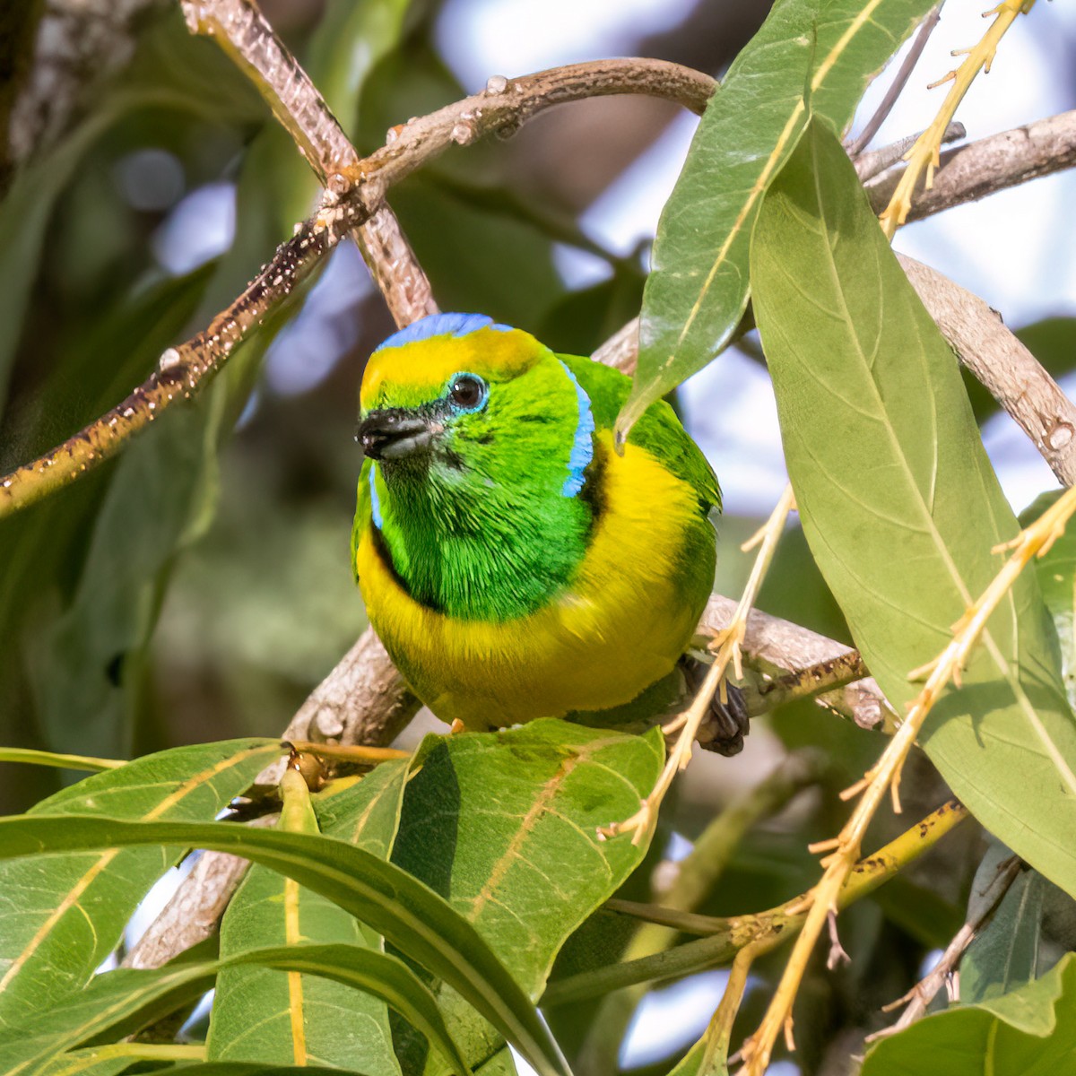Golden-browed Chlorophonia - ML638419883