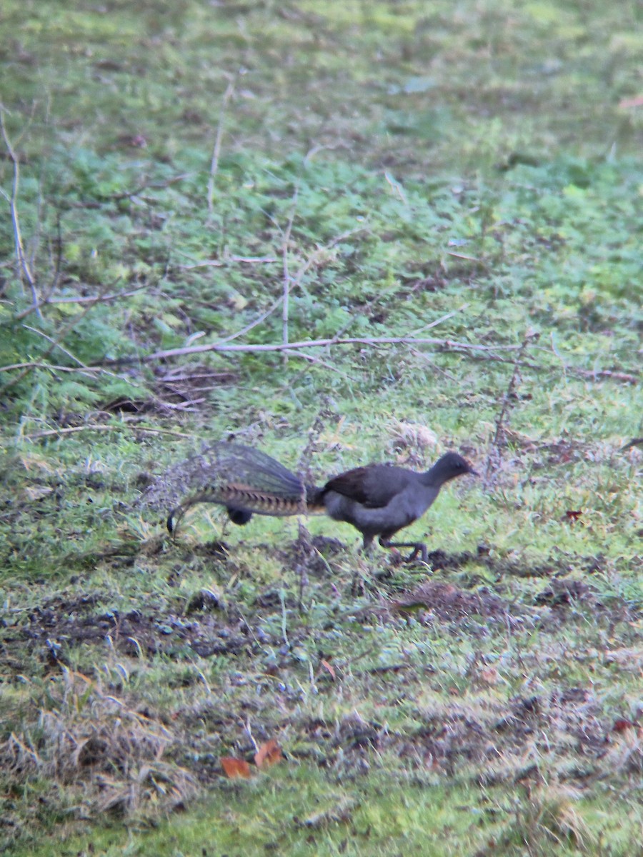 Superb Lyrebird - ML638419909