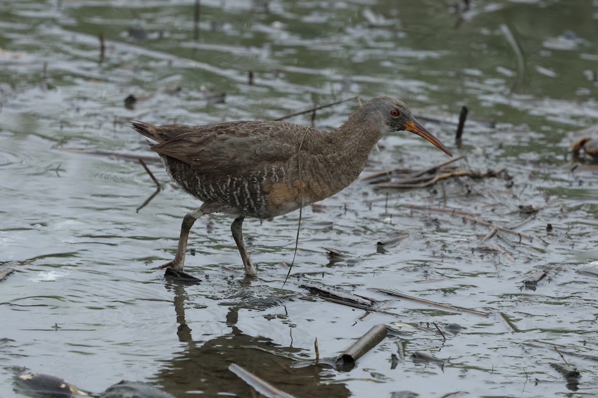 Clapper Rail - ML638419932