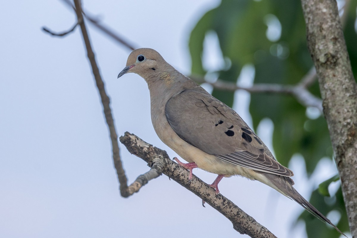 Mourning Dove - ML638419951