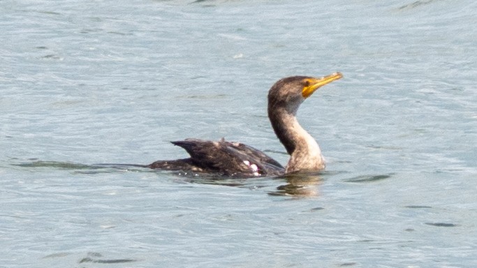 Cormorán Orejudo - ML638419952