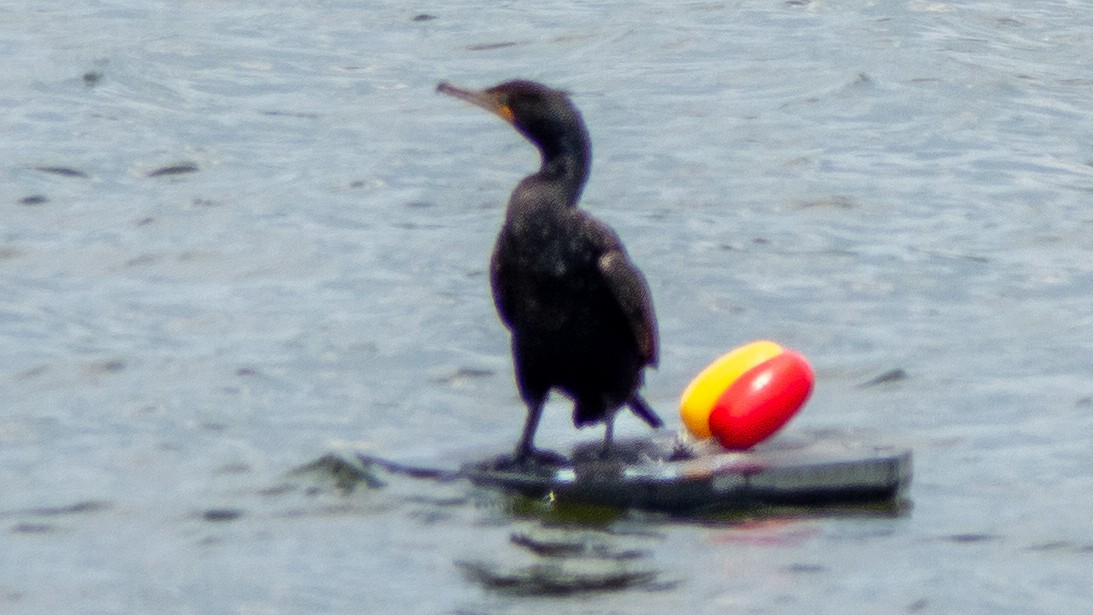 Cormorán Orejudo - ML638419953