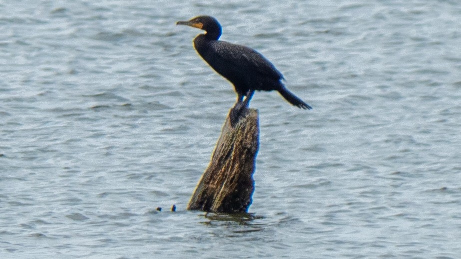 Cormorán Orejudo - ML638419954