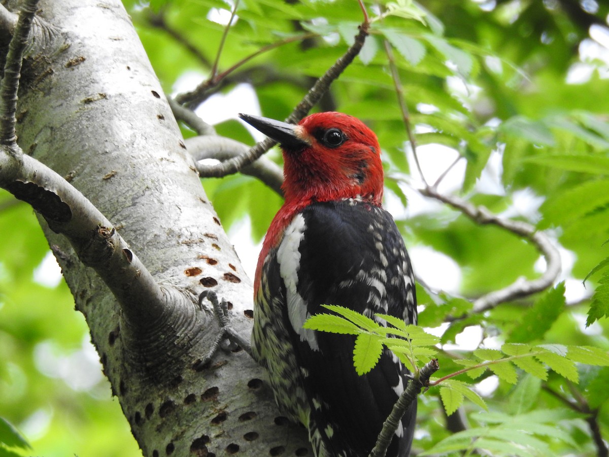 Red-breasted Sapsucker - ML638419964