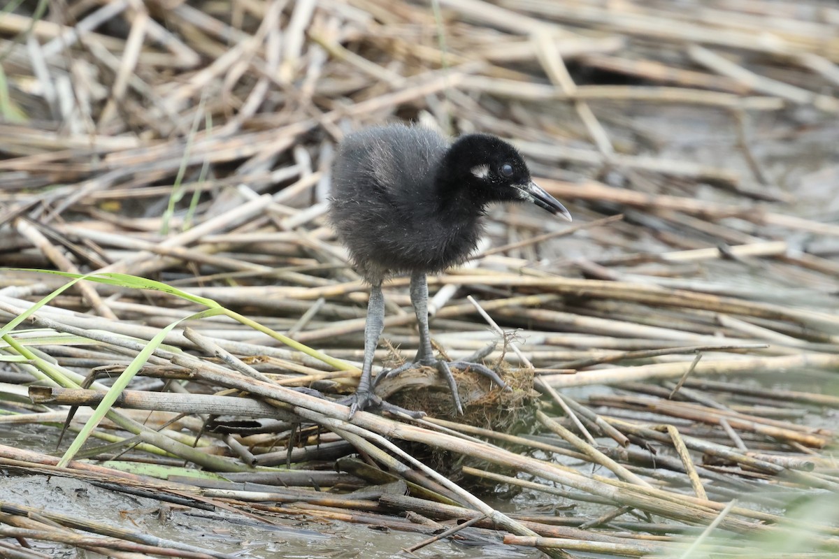 Clapper Rail - ML638419970