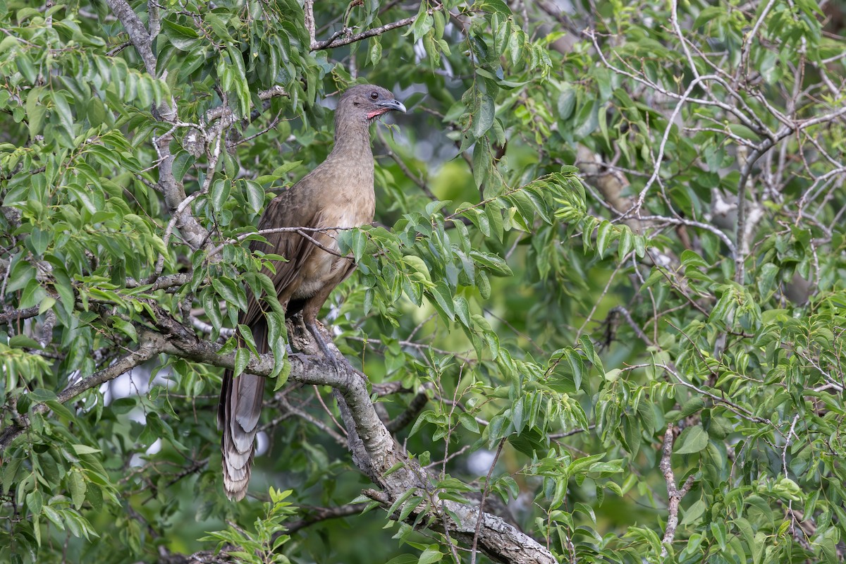 Plain Chachalaca - ML638419987