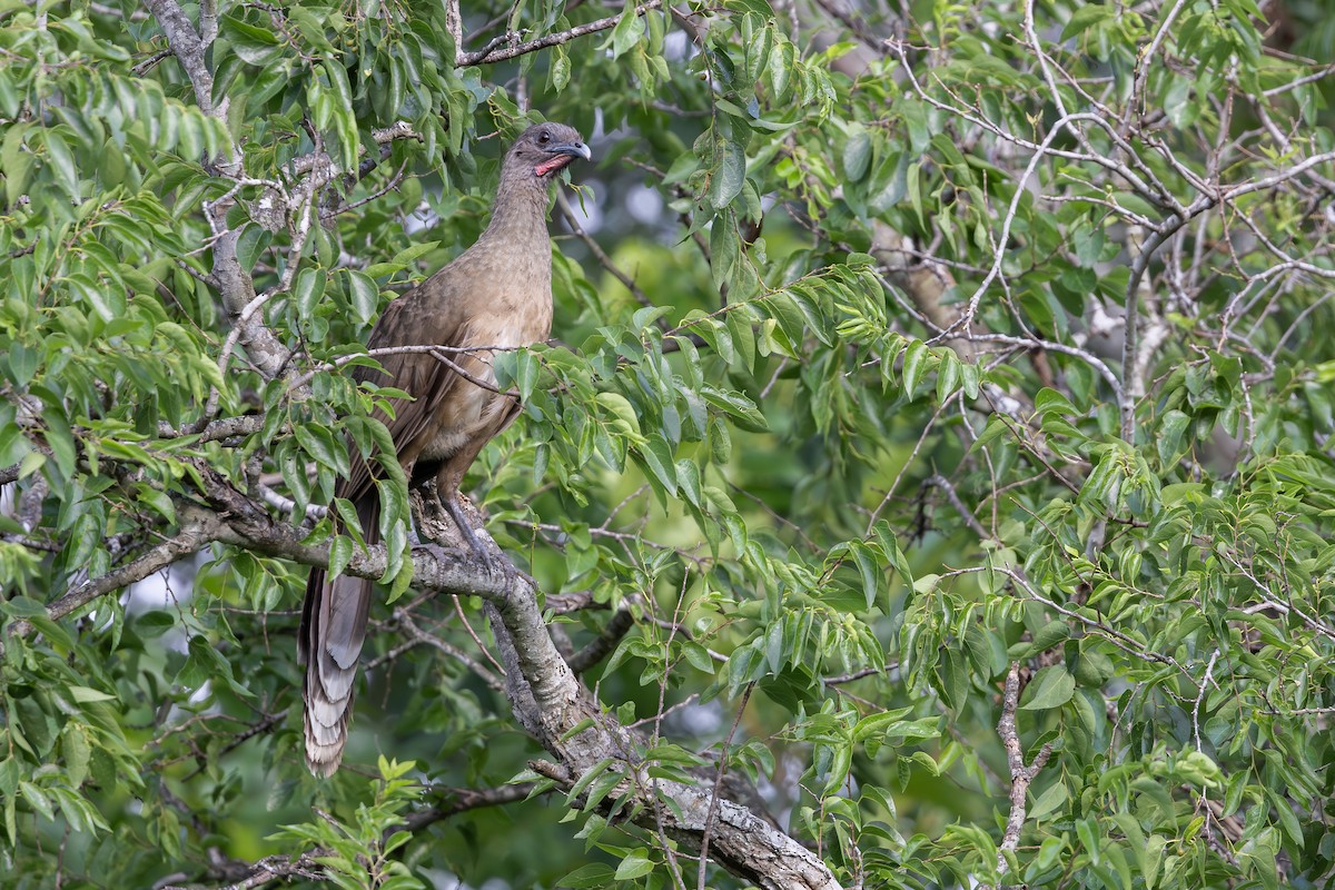 Plain Chachalaca - ML638419988