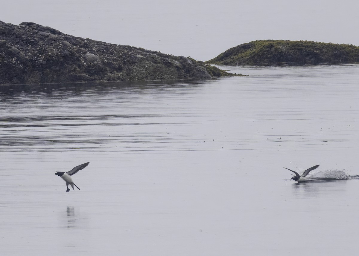 Razorbill - ML638419989