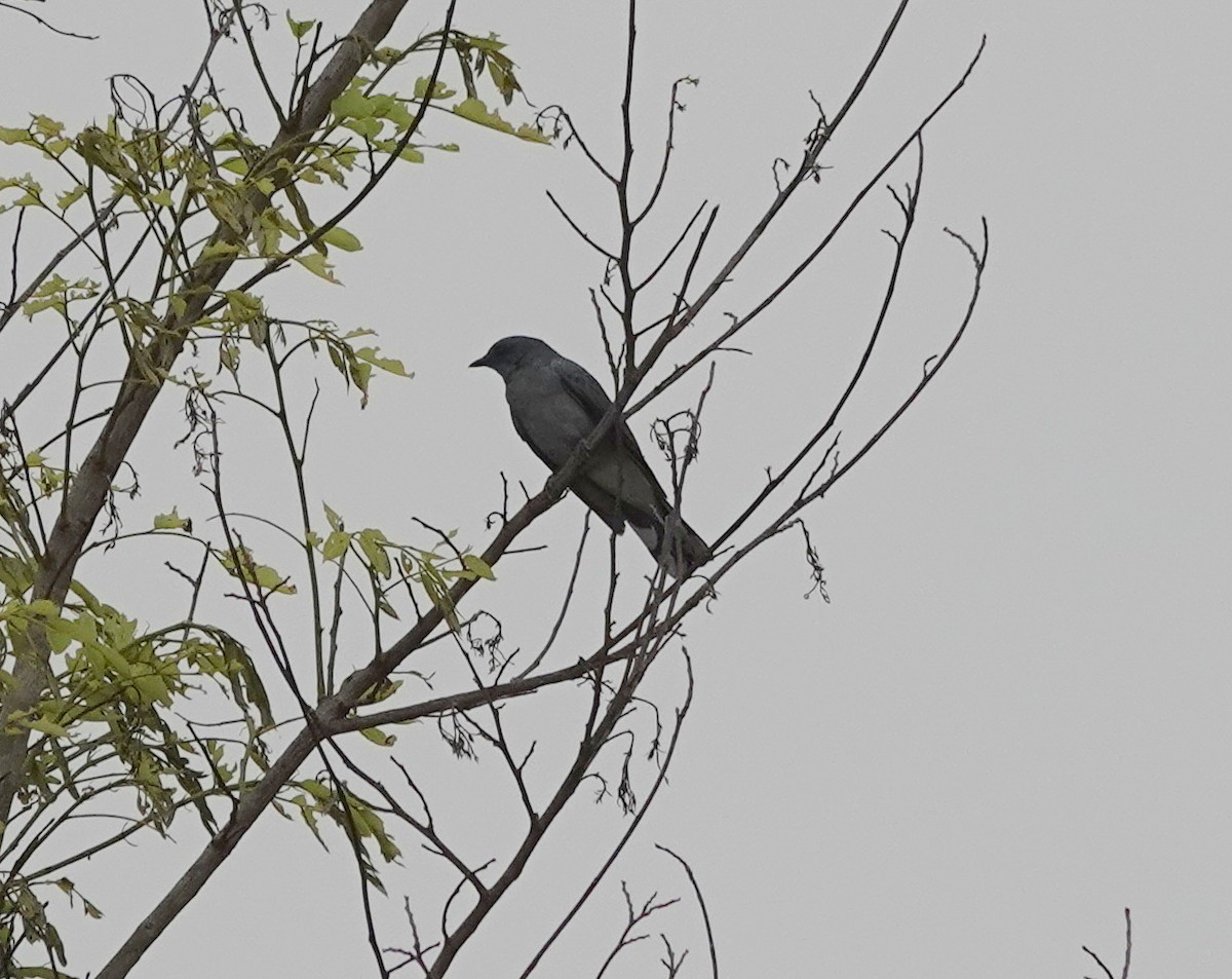 Indochinese Cuckooshrike - ML638419999