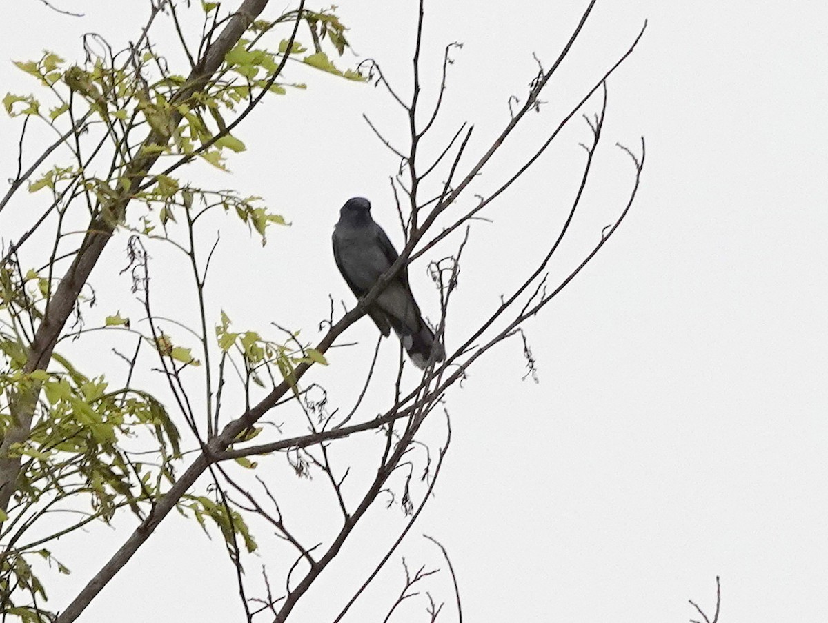 Indochinese Cuckooshrike - ML638420006