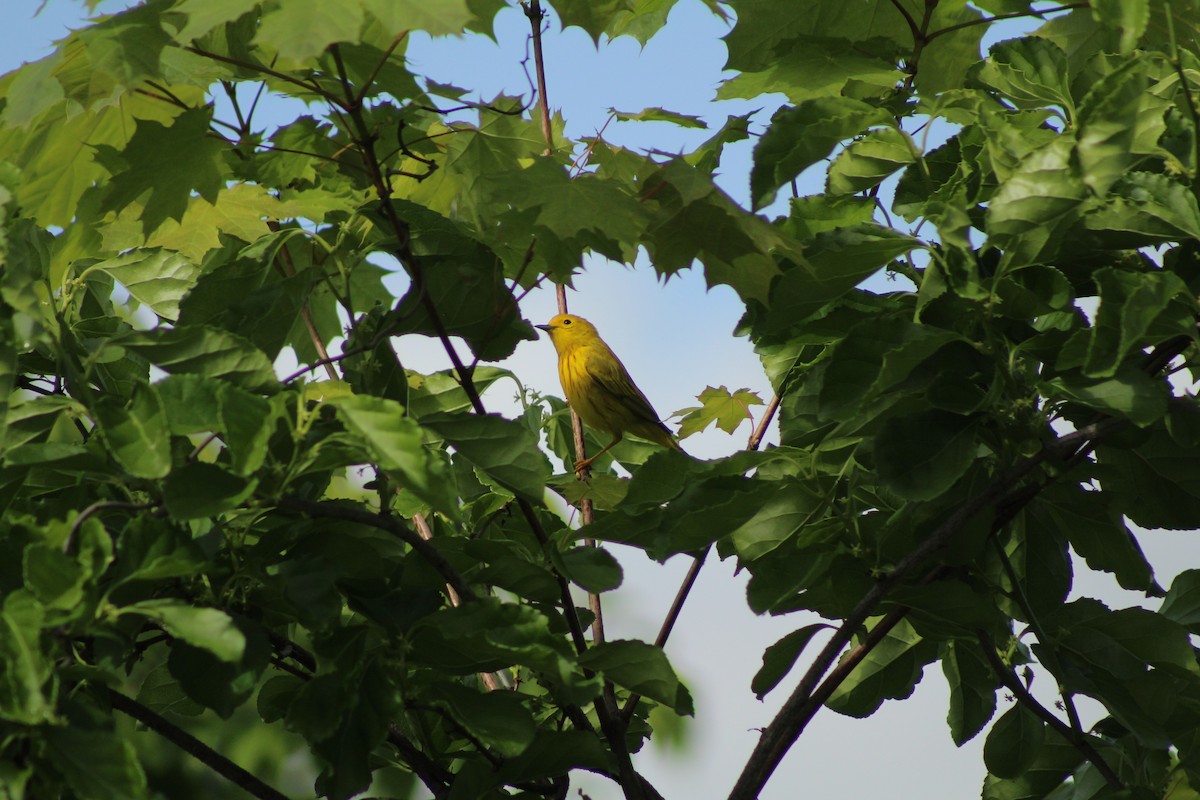 Yellow Warbler - ML638420056