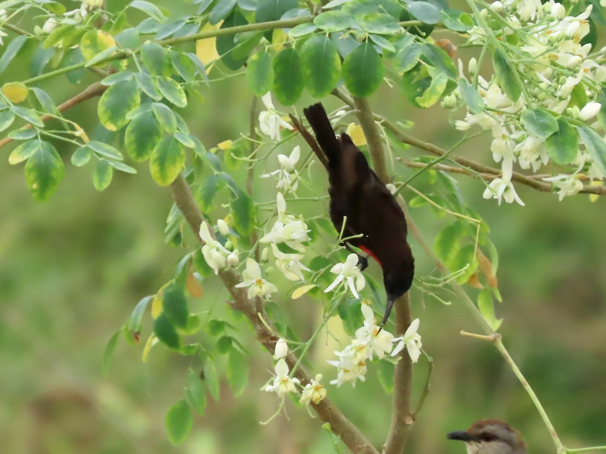 Scarlet-chested Sunbird - ML638420057