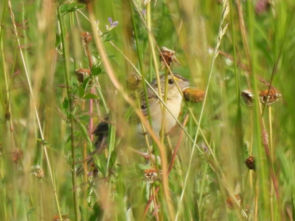 Grasshopper Sparrow - ML638420059