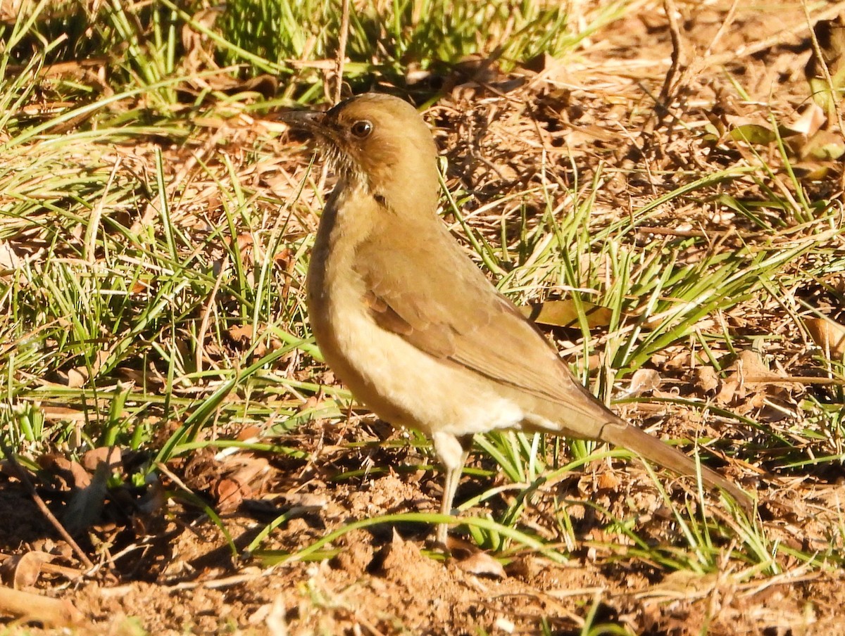 Creamy-bellied Thrush - ML638420060