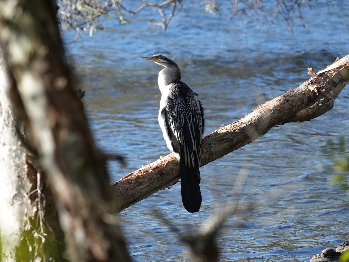 Australasian Darter - ML638420063