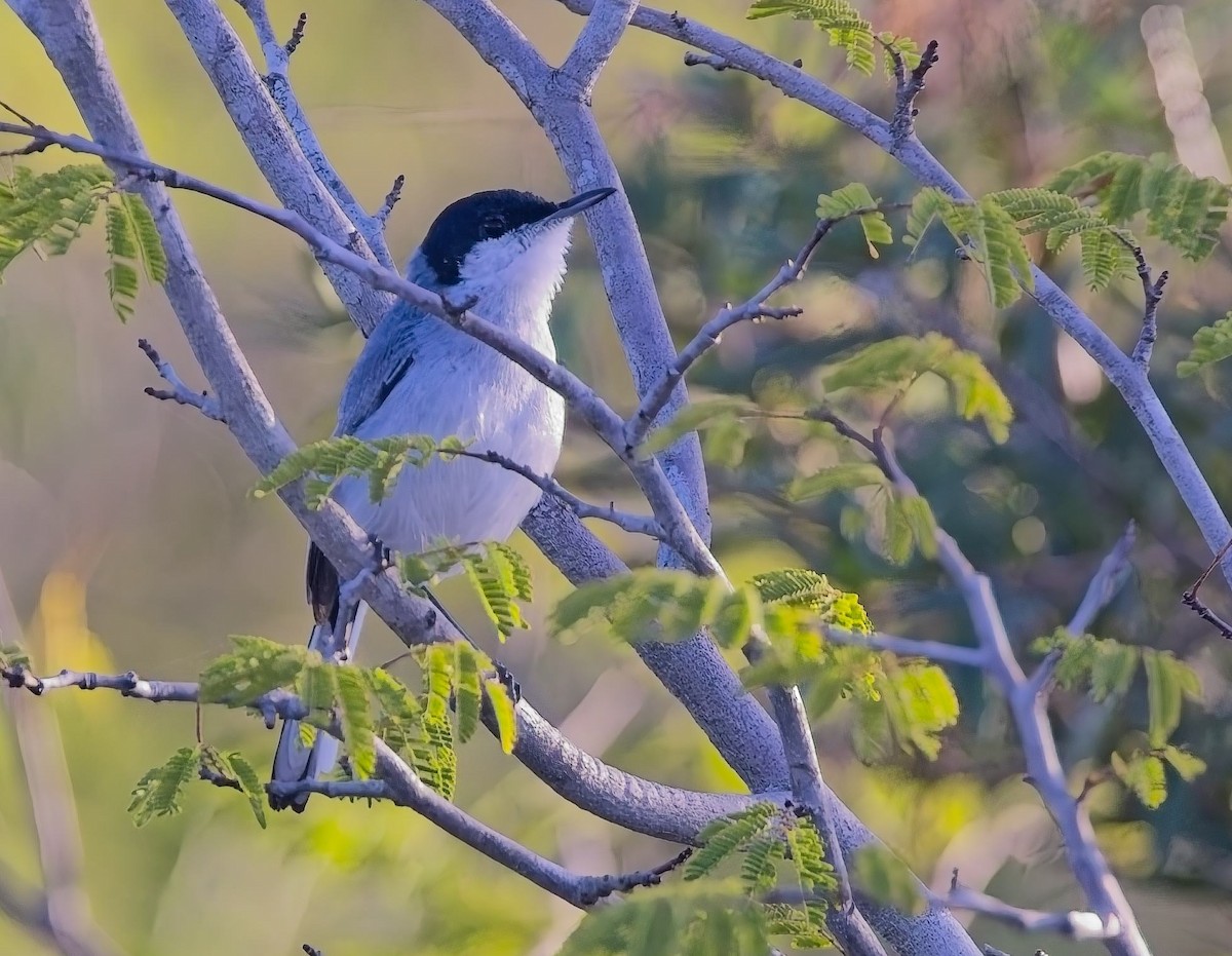 Tropical Gnatcatcher - ML638420065