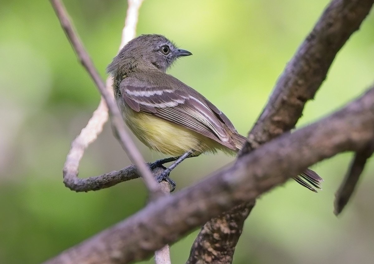 Pale-tipped Tyrannulet - ML638420067