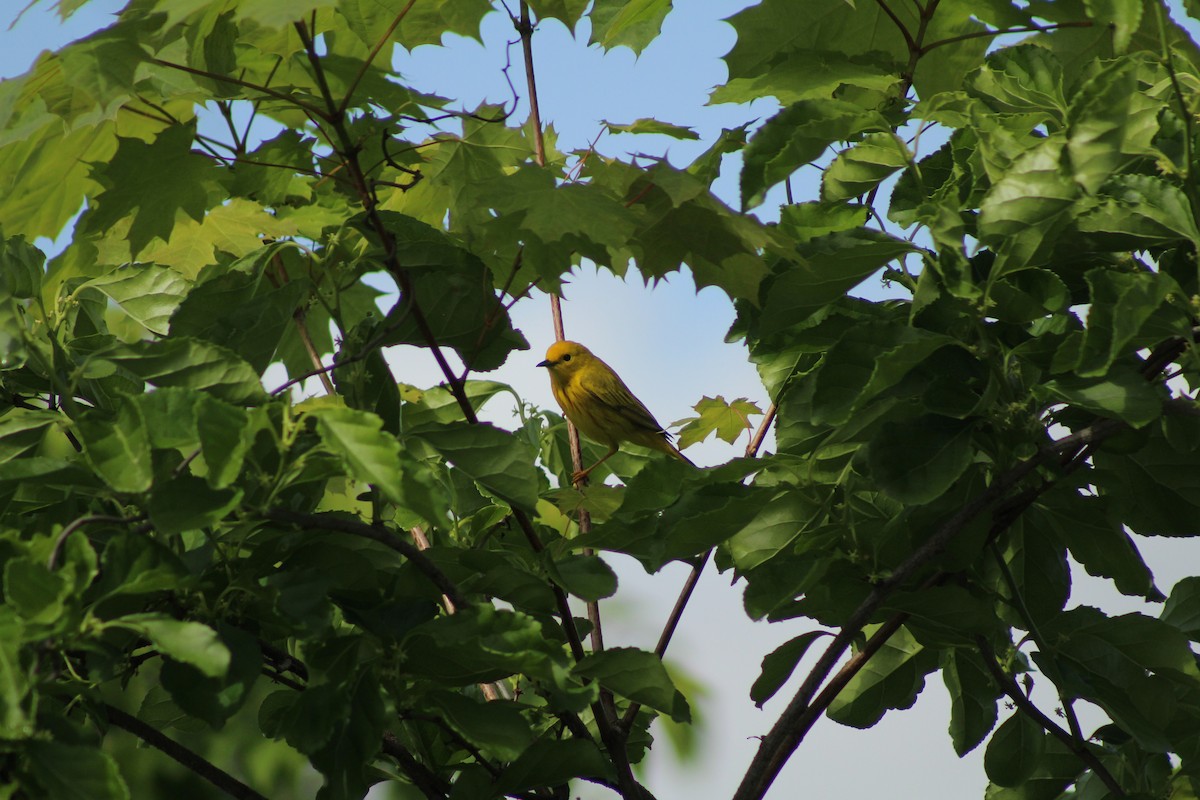Yellow Warbler - ML638420069