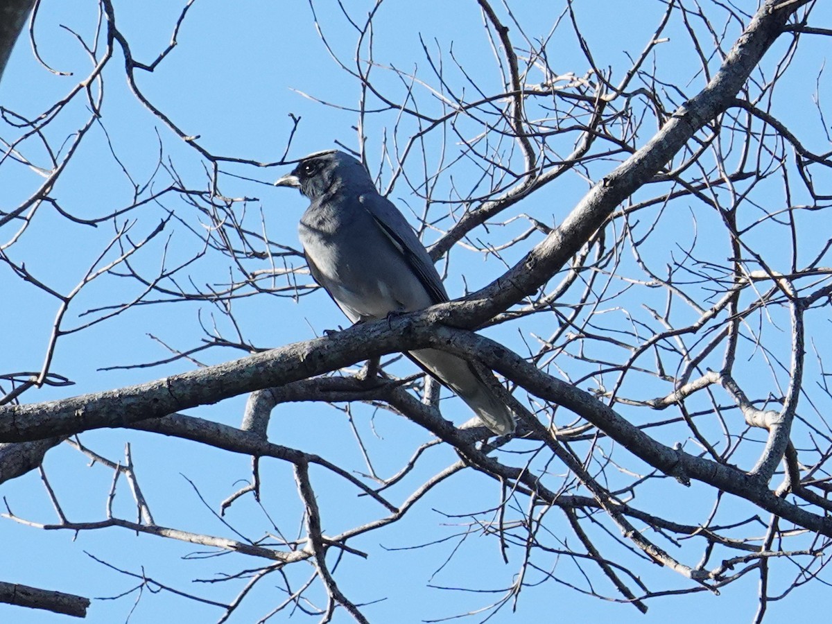 Black-faced Cuckooshrike - ML638420070