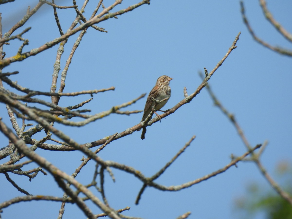 Vesper Sparrow - ML638420072