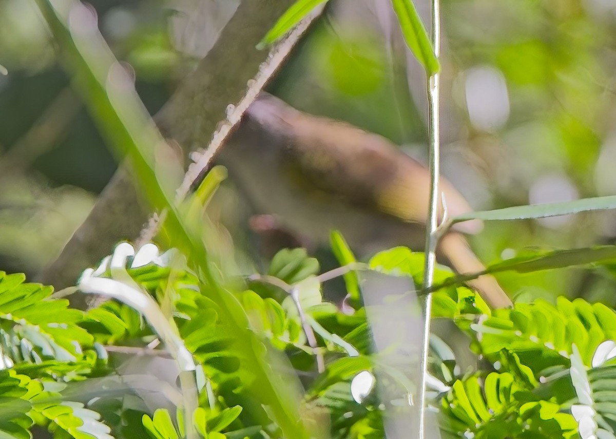 Tocuyo Sparrow - ML638420073