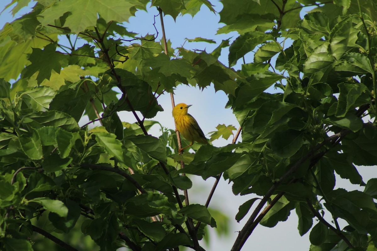 Yellow Warbler - ML638420076