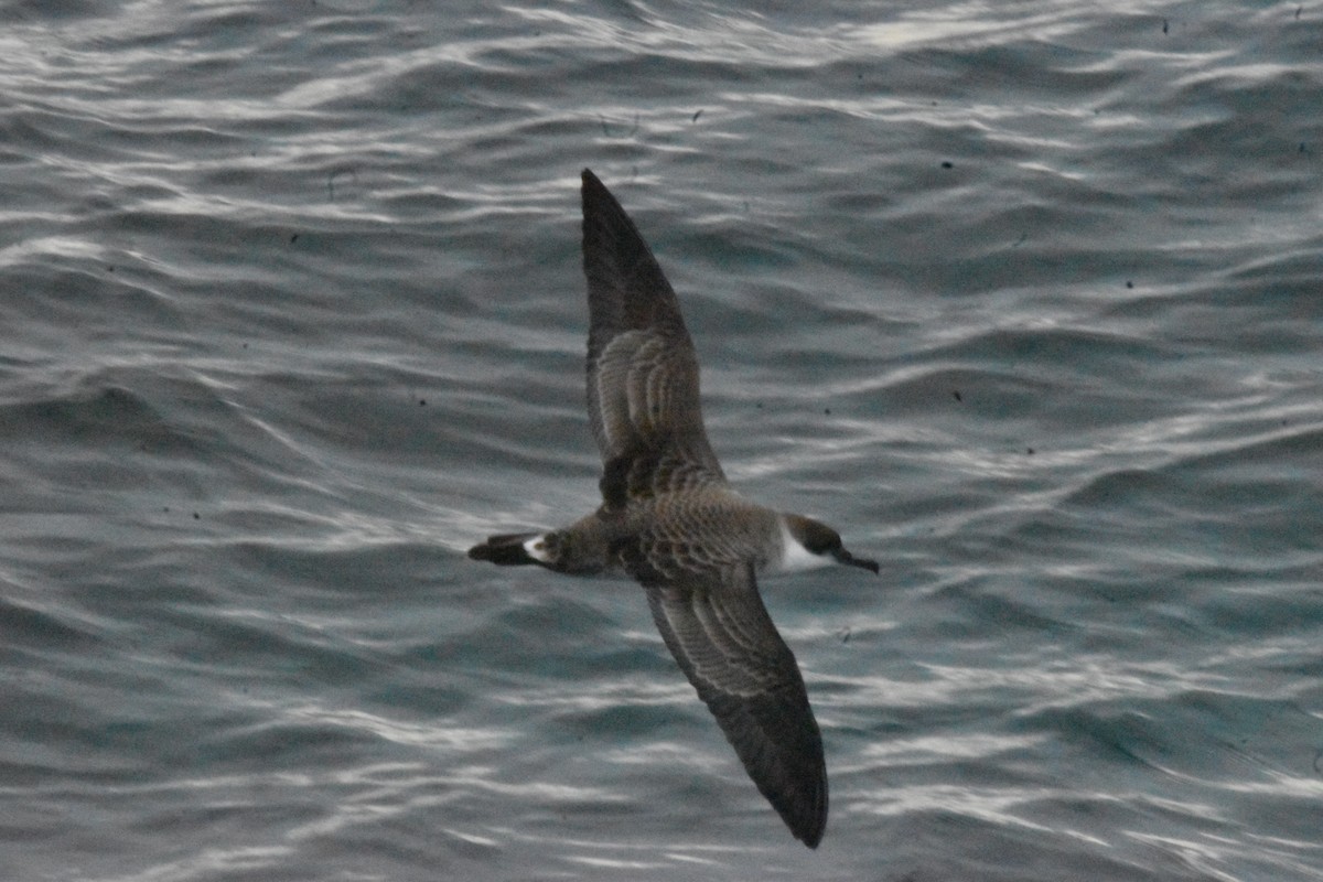 Great Shearwater - ML638420077