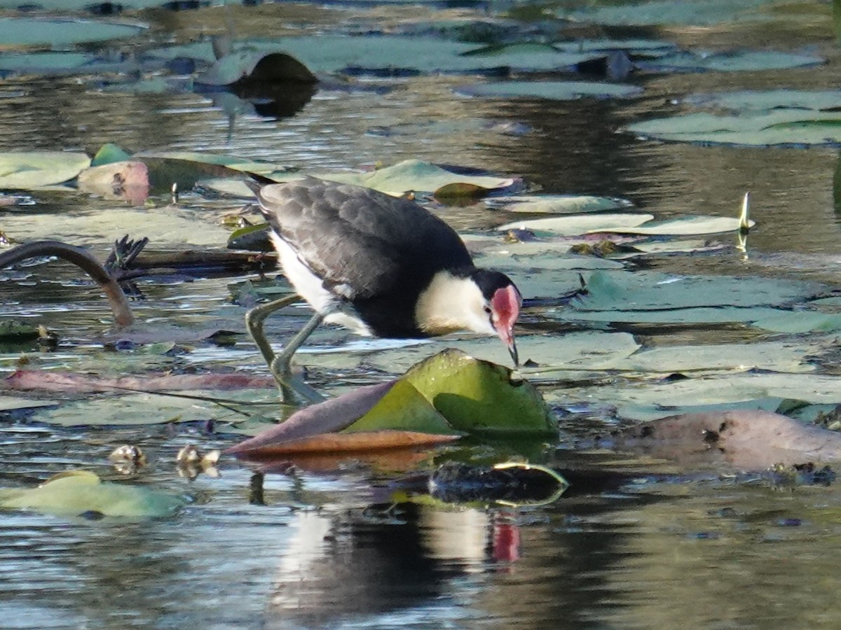 Comb-crested Jacana - ML638420078