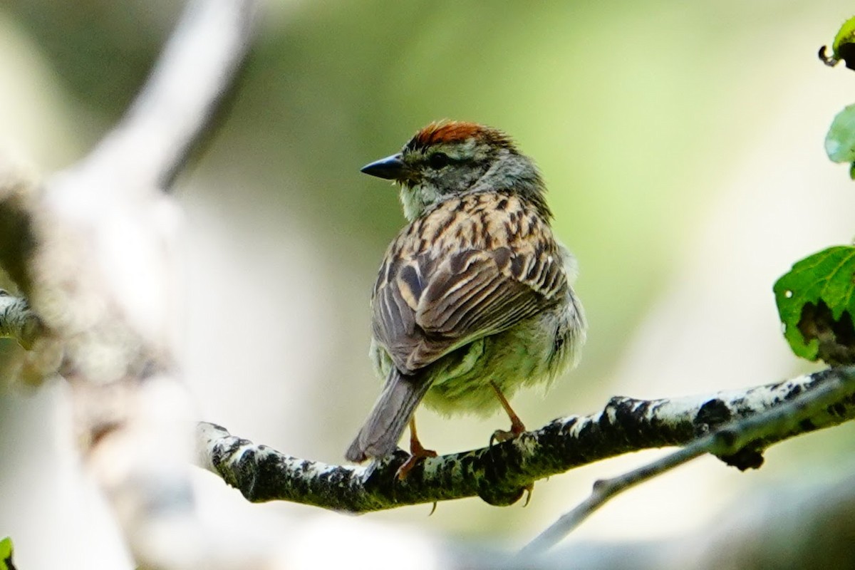 Chipping Sparrow - ML638420080