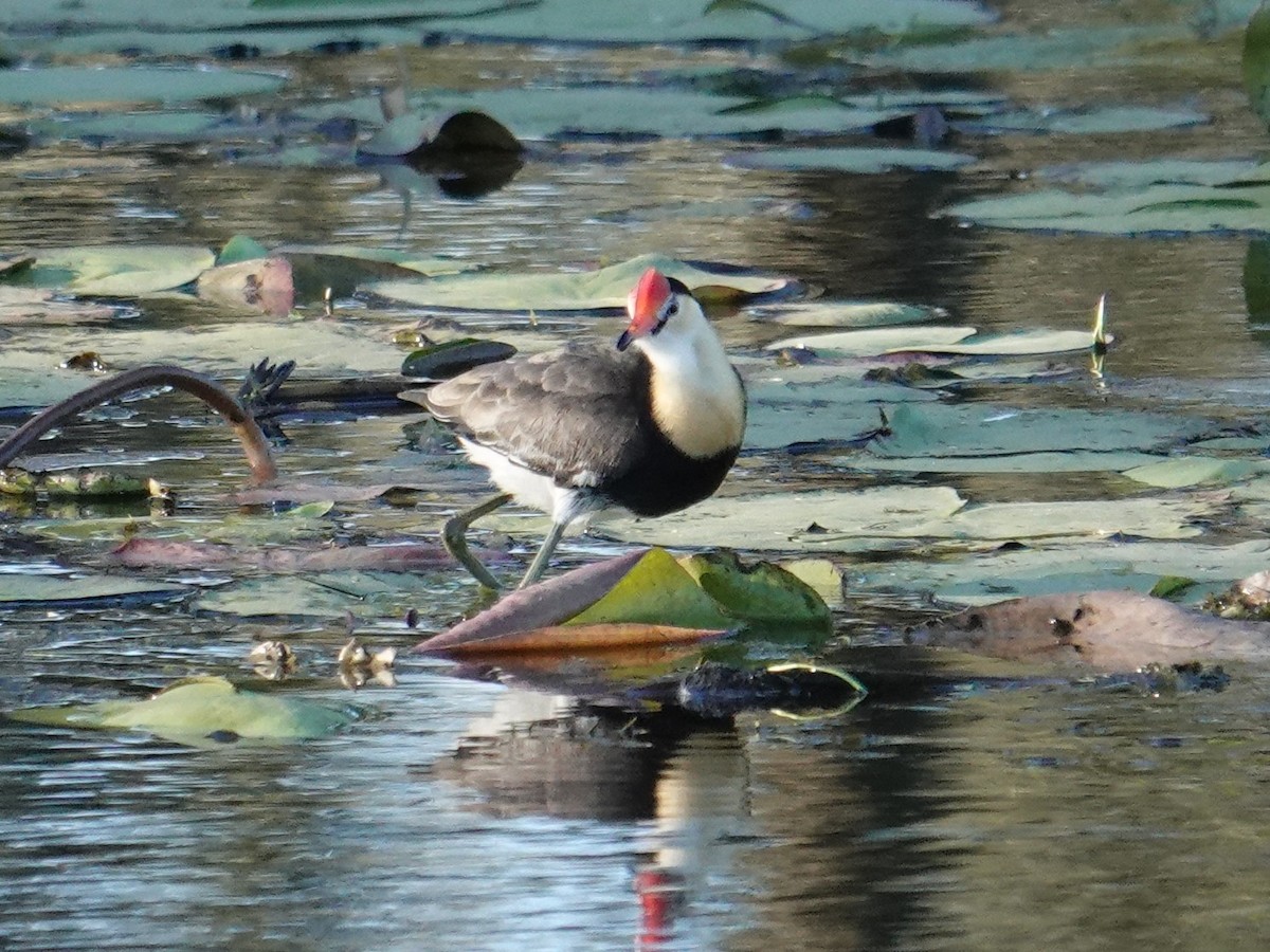 Comb-crested Jacana - ML638420081