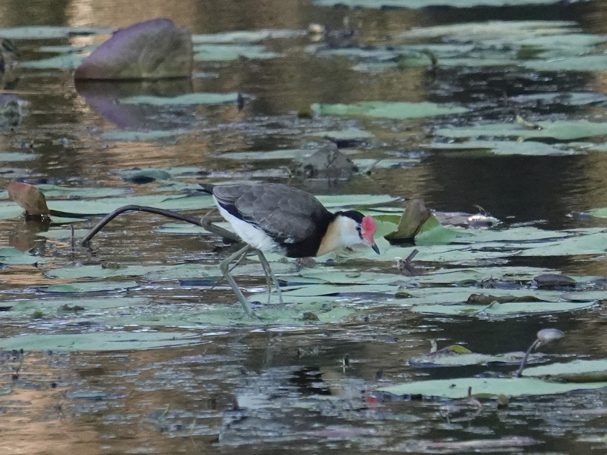 Comb-crested Jacana - ML638420083