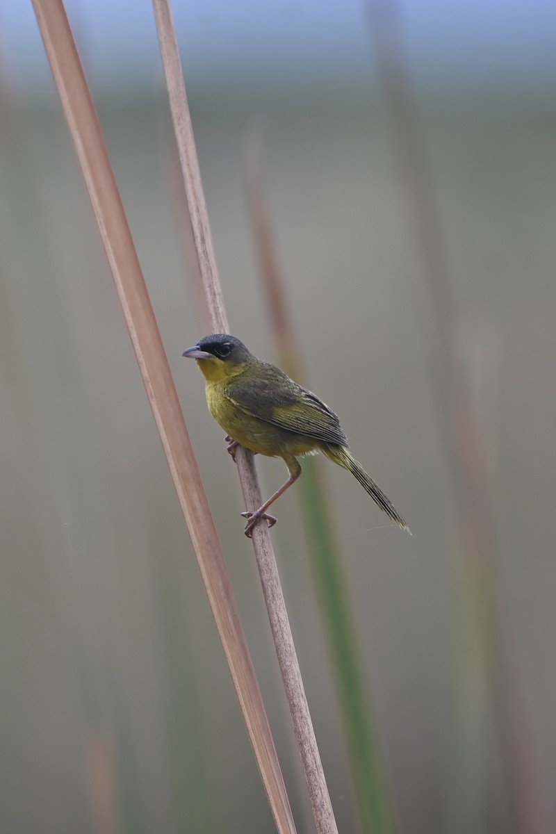 Gray-crowned Yellowthroat - ML638420086
